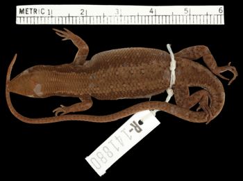 Media type: image;   Herpetology R-141880 Aspect: dorsal